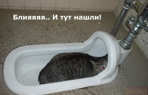 509x326, 34 Kb / кот, спрятался, биде