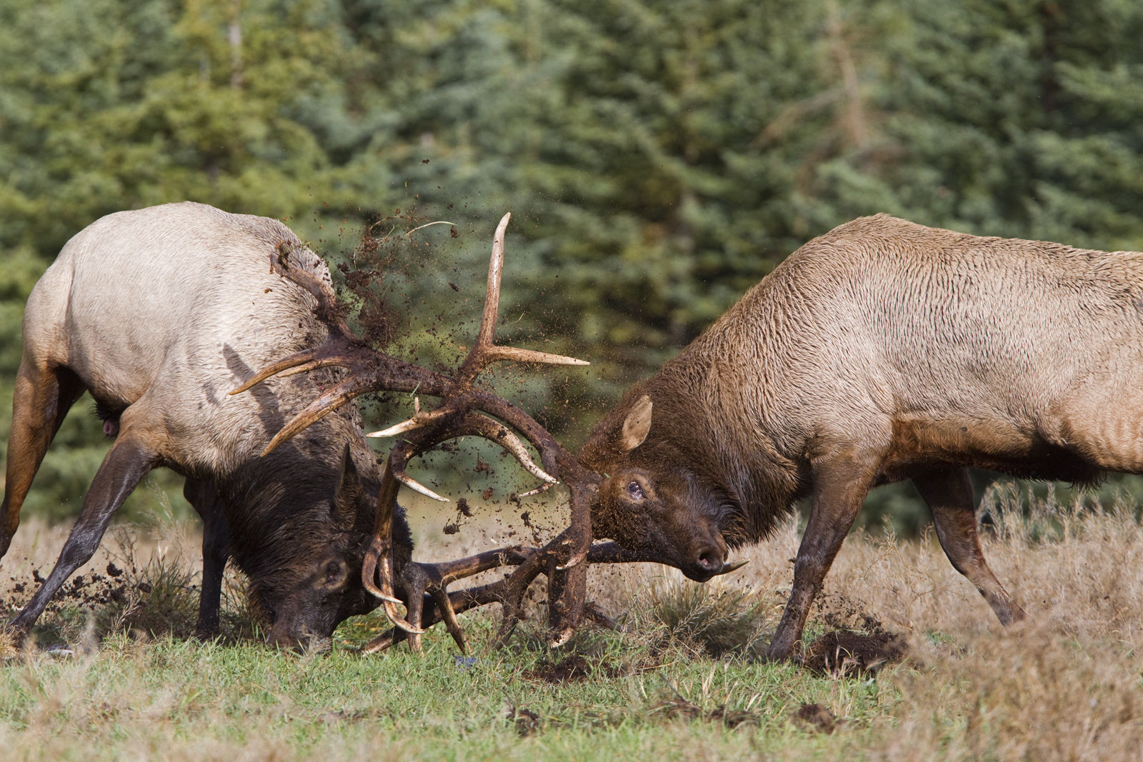 1600x1067, 419 Kb / олени, гон