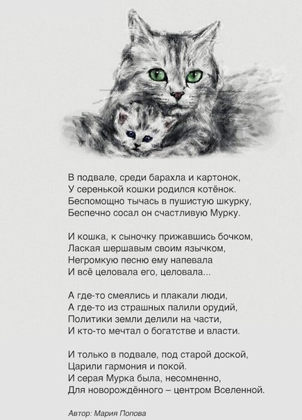 435x604, 65 Kb / стихи, кошка, котенок