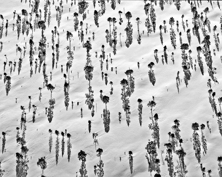 906x725, 291 Kb / деревья, тени, снег