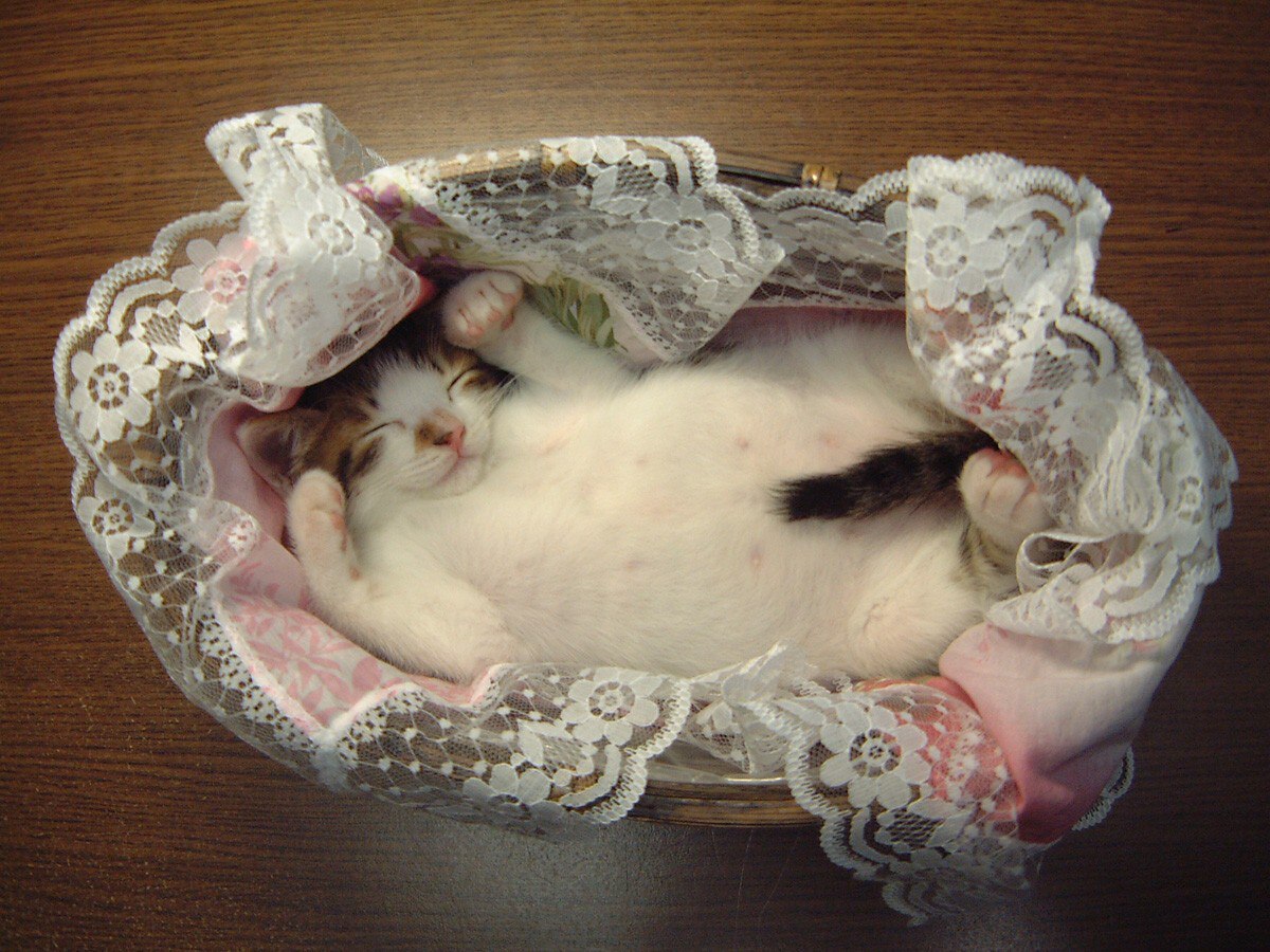 1200x900, 253 Kb / кошка, пузо, корзинка