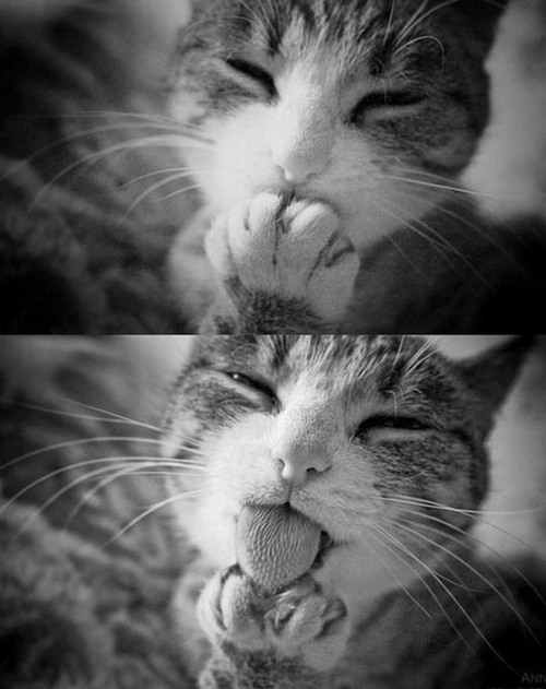 500x631, 67 Kb / котэ, жест, ч/б