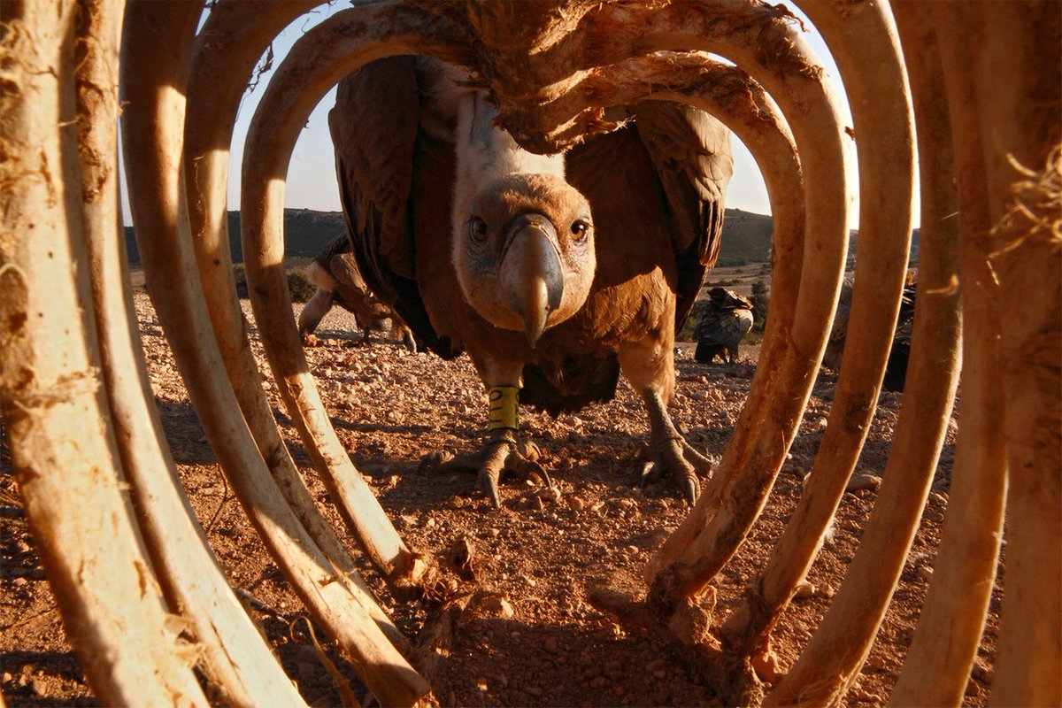 1200x800, 226 Kb / гриф, птица, скелет