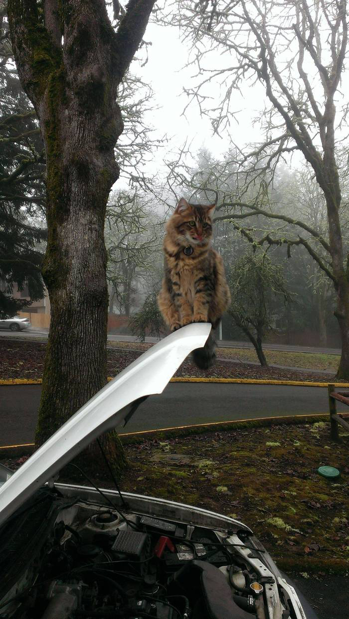 700x1242, 403 Kb / кот, капот, star wars