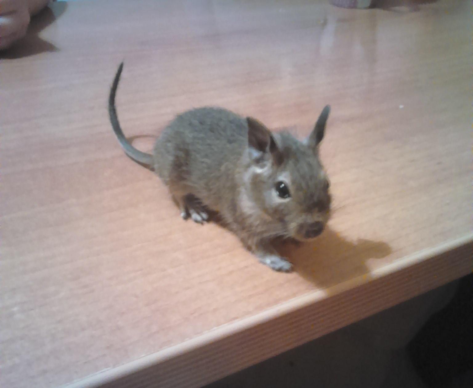 1536x1260, 125 Kb / белка, дегу