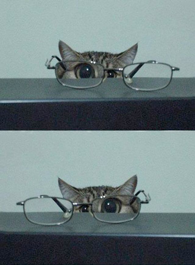 640x868, 59 Kb / кот, очки, стол