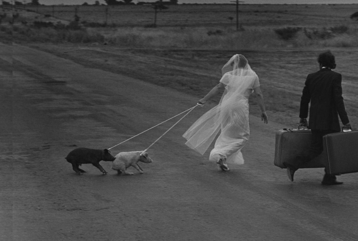 1140x766, 130 Kb / ч/б, невеста, поросята, чемоданы