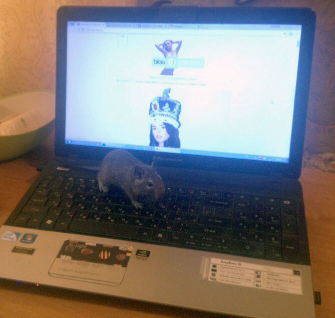 669x635, 86 Kb / белка, дегу, ноутбук, блог