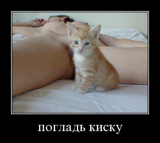 520x466, 25 Kb / демотиватор, погладь, киску