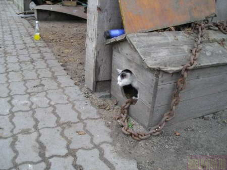 450x337, 34 Kb / кошка, будка, цепь