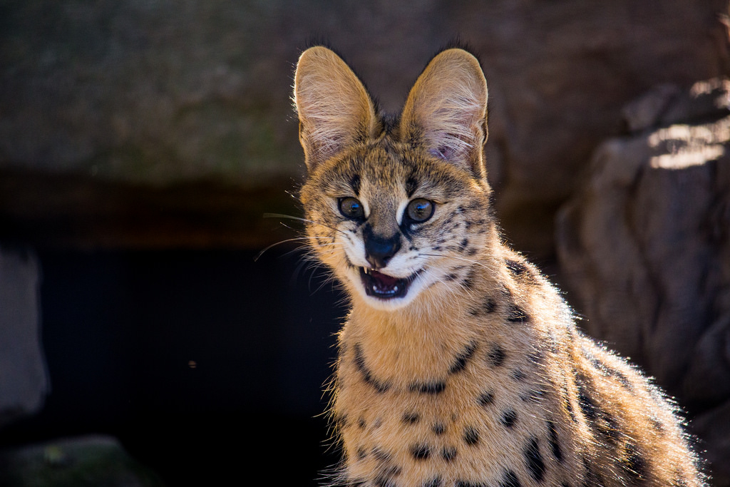 1024x683, 248 Kb / Сервал