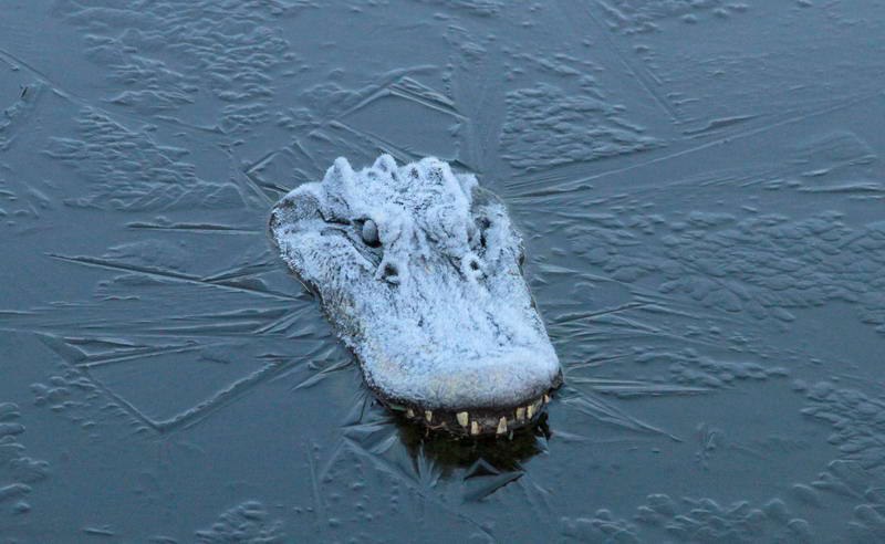 800x492, 60 Kb / крокодил, лед