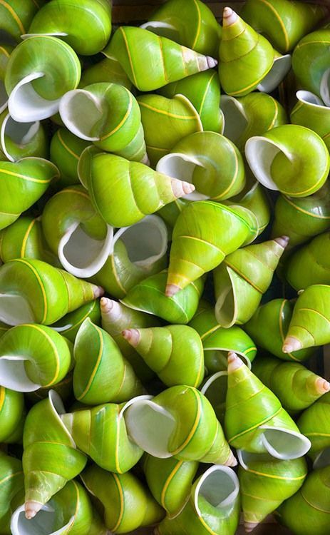 463x750, 66 Kb / раковины, зеленые, улитки