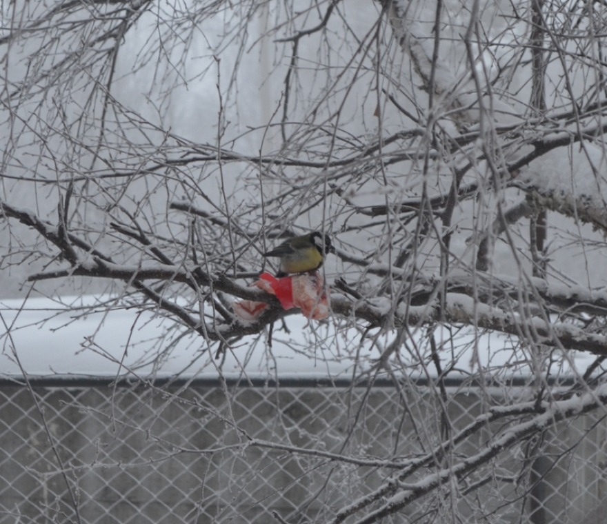 880x760, 468 Kb / синица, сало, мороз