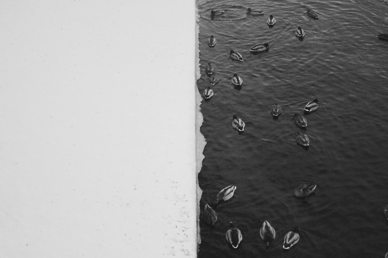 1280x853, 206 Kb / утки, зима, ч/б