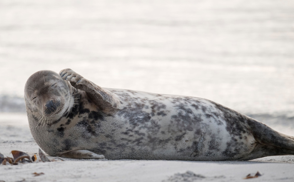 1000x617, 114 Kb / тюлень