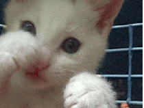 210x158, 221 Kb / котенок, бокс, gif, гиф