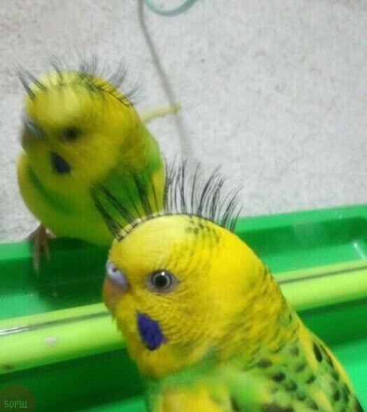 526x590, 48 Kb / Попугай, ресница, зеркало