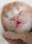 котенок, спит