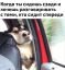 Собака, авто, спинка