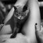ноги, кот, ч/б