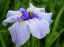 ирис, японский