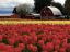 тюльпаны