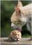 кот, хомяк