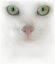 кошка, белая, альбинос, глаза