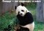 панда
