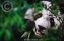 панда
