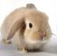 кролик