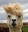 лама, прическа