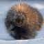 пушистый, дикобраз