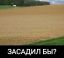 поле, засадил