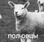 половцы, овца, половина