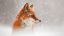 лиса, лисица, снег, рыжая, профиль, fox