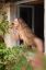 сиськи, голая, окно, цветы, блондинка