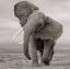 слон, ч/б