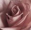 розовая, роза