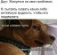 друг, проблемы, собака, логика