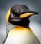 Пингвин