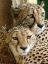 гепарды, пара