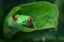 лягушка, зеленый