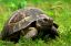 черепаха