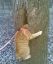 кот, дерево