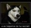 хаски, демотиватор, пидорок