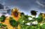 подсолнухи