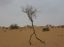 дерево, пустыня