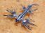 glaucus atlanticus, моллюск